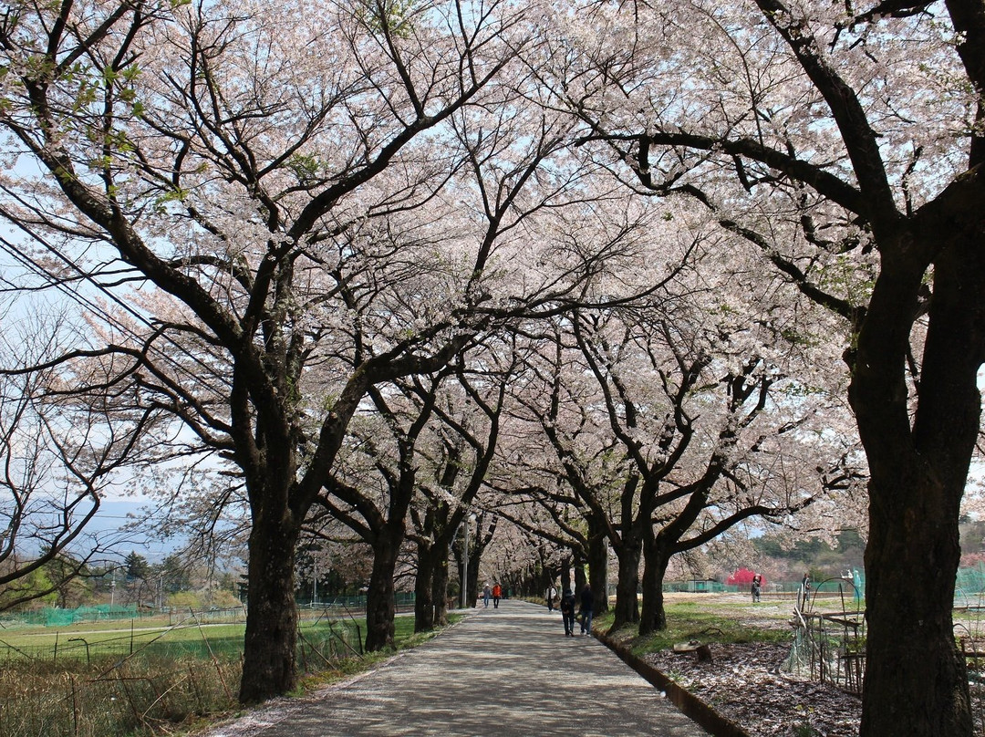 Sanehara Sakura Street景点图片