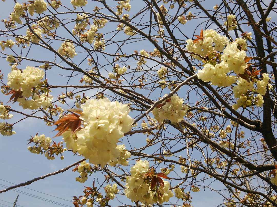 Teragaike Park-河内长野市必去景点