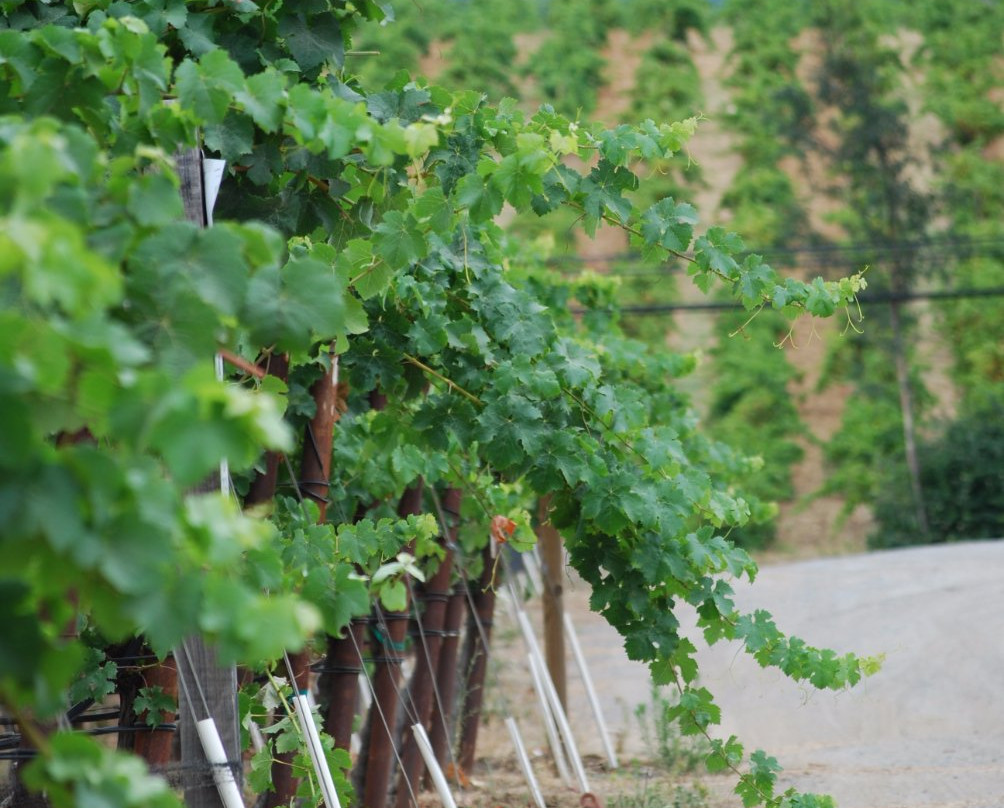 Merriam Vineyards Winery景点图片