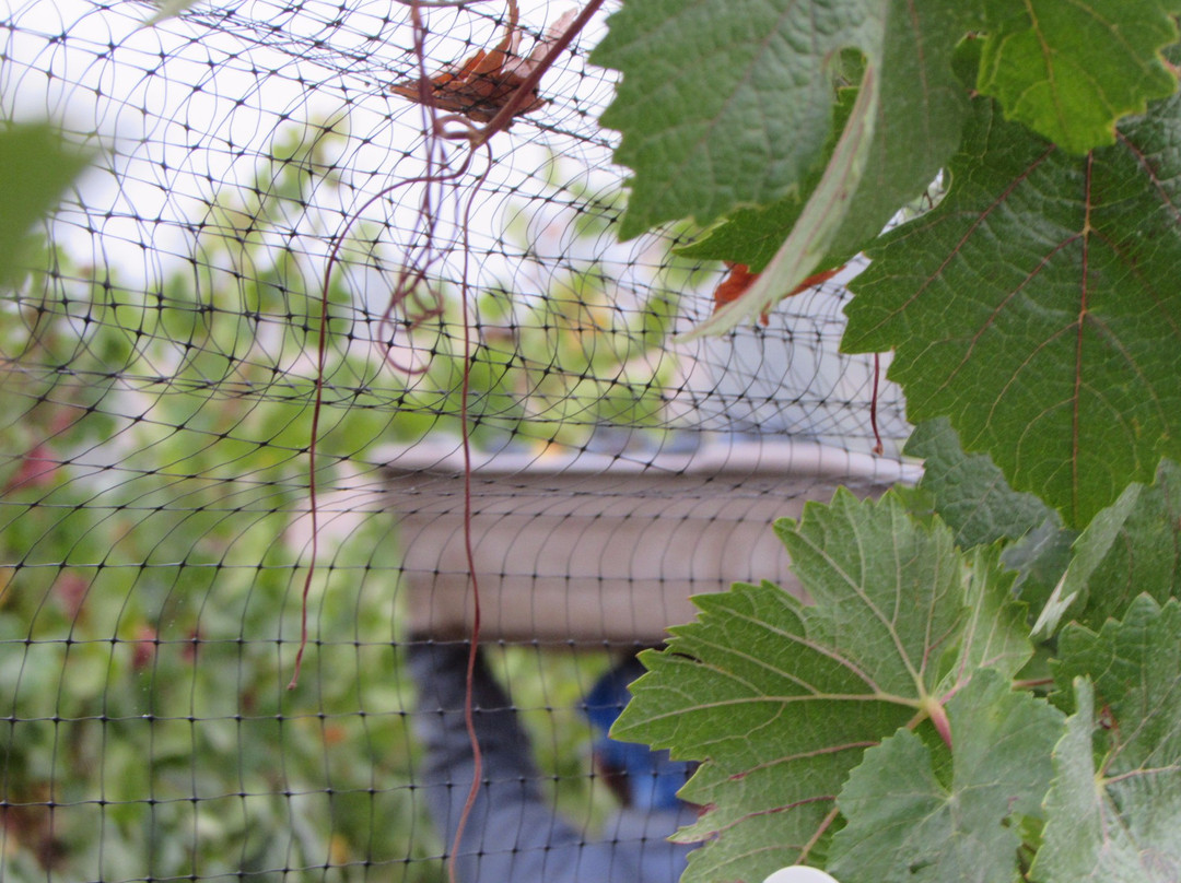 Merriam Vineyards Winery景点图片