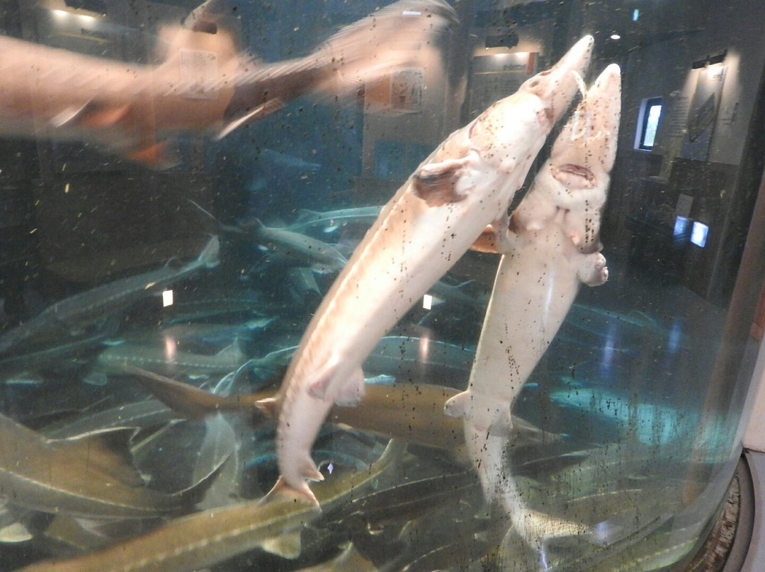Bifuka Sturgeon Museum-美深町必去景点