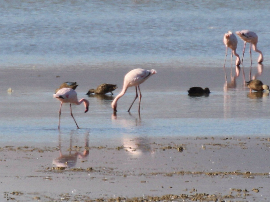 Table View Nature Reserve - Rietvlei Wetlands-Table View必去景点