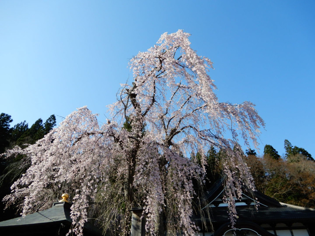 Tennei-ji Temple景点图片