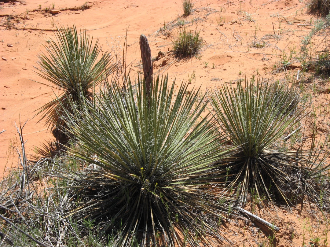Edmaiers Secret-比格沃特必去景点