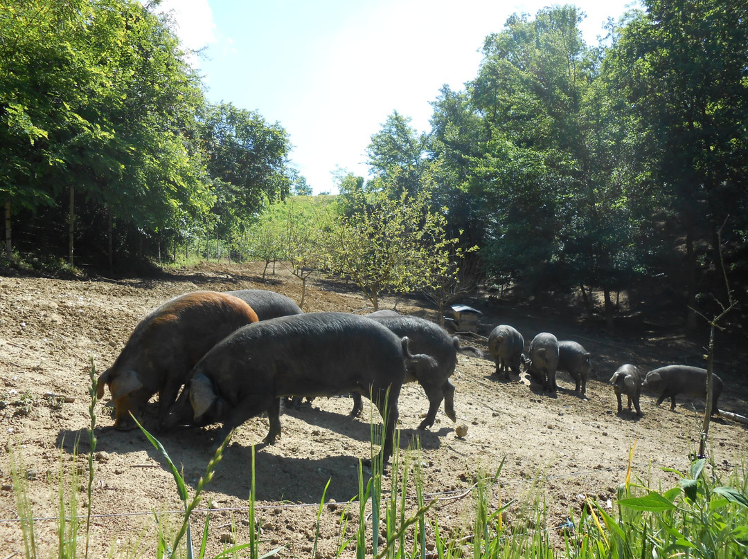 Azienda Agricola CIABOT景点图片