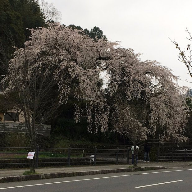 Ohara Hachiman-gu-日田市必去景点