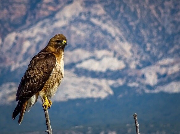 Harpers Corner Scenic Drive-Dinosaur必去景点