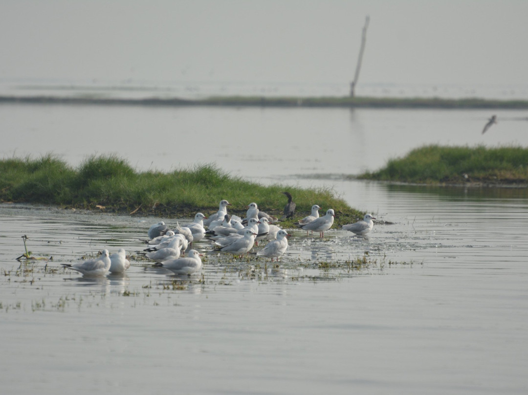 Nalabana Bird Sanctuary景点图片