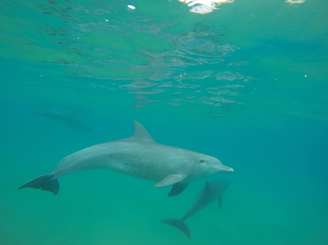 The Dolphin Centre-Ponta do Ouro必去景点