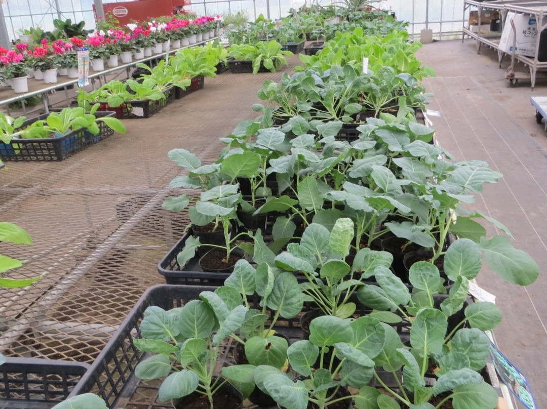 睦泽町旅游攻略图片