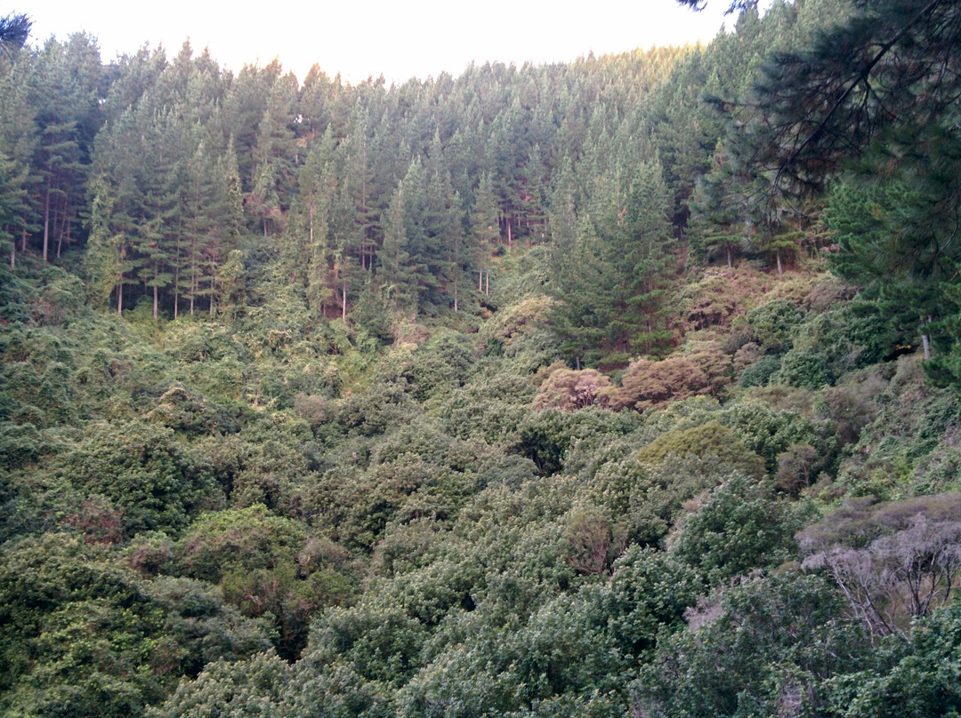 Silvan Forest Biking Trail景点图片