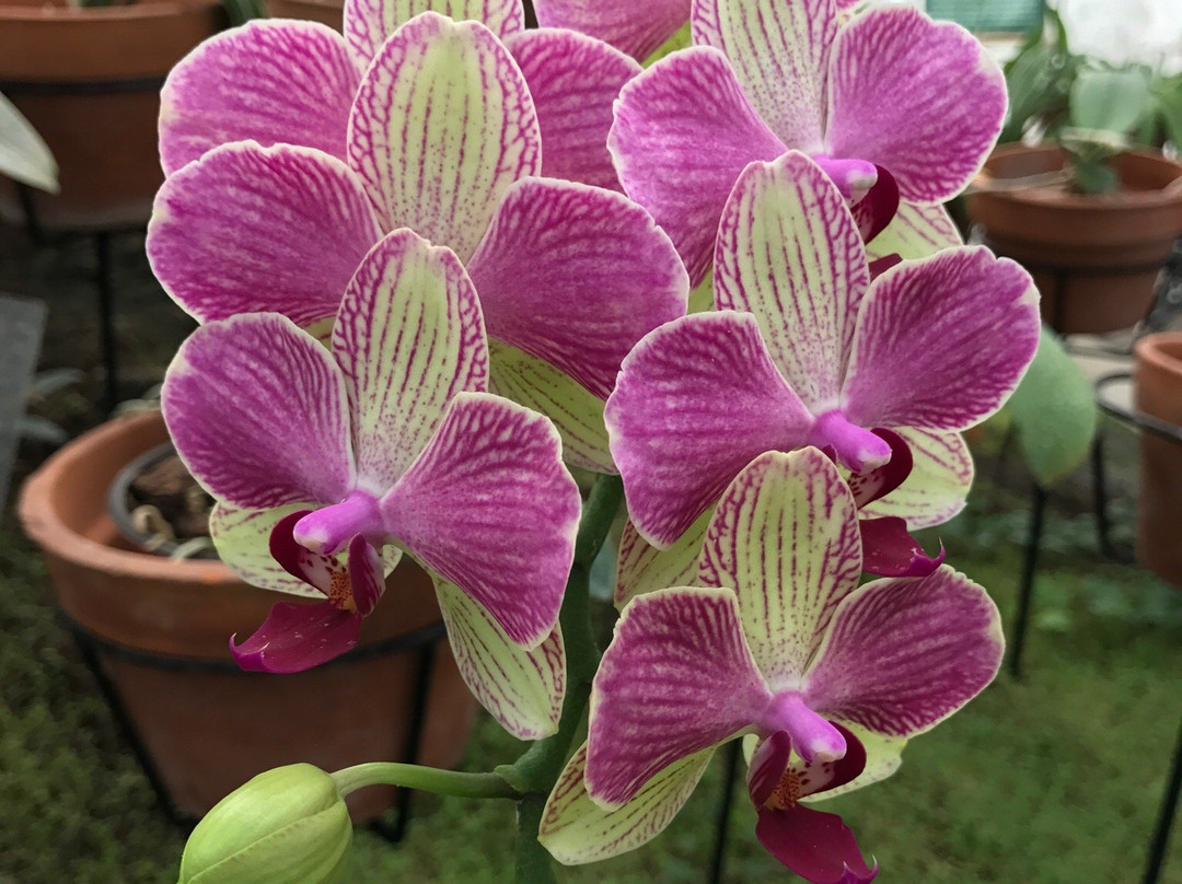 Orquidario de Morelia景点图片
