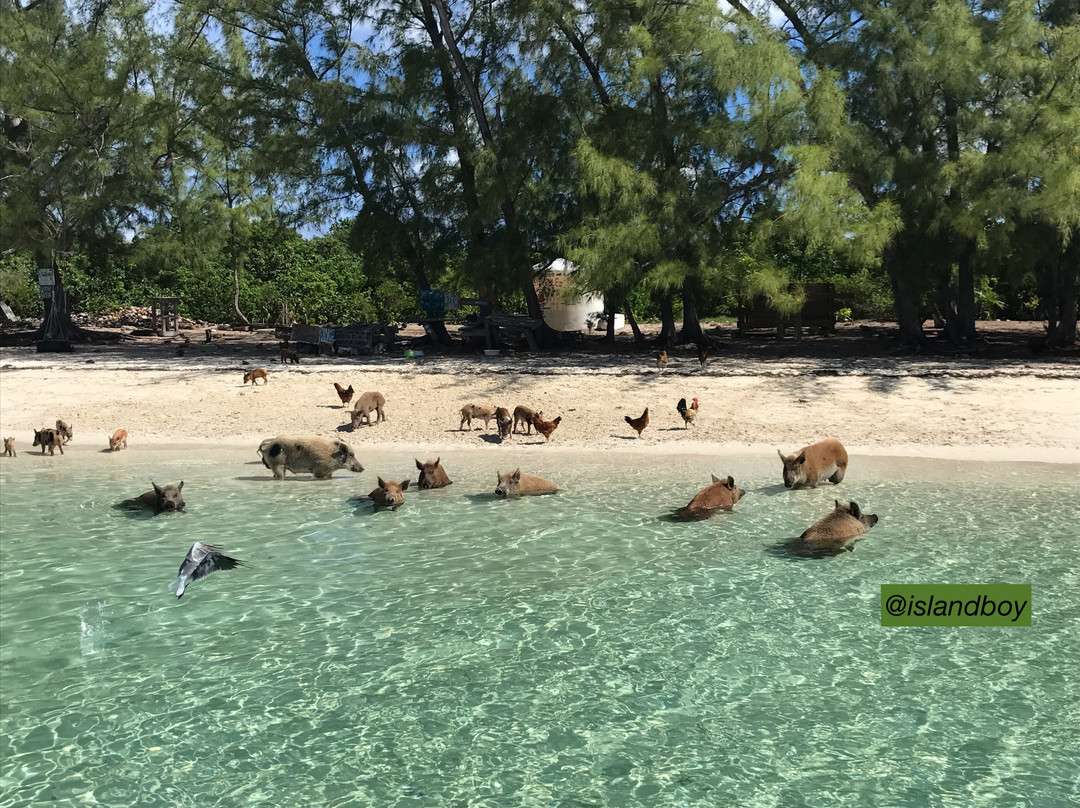 Island Boy Excursions景点图片