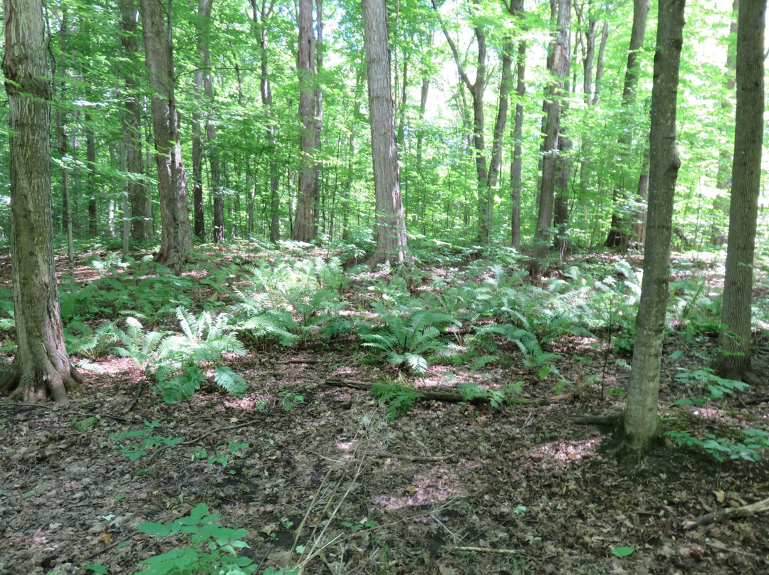 Morgan Arboretum-Sainte-Anne-de-Bellevue必去景点