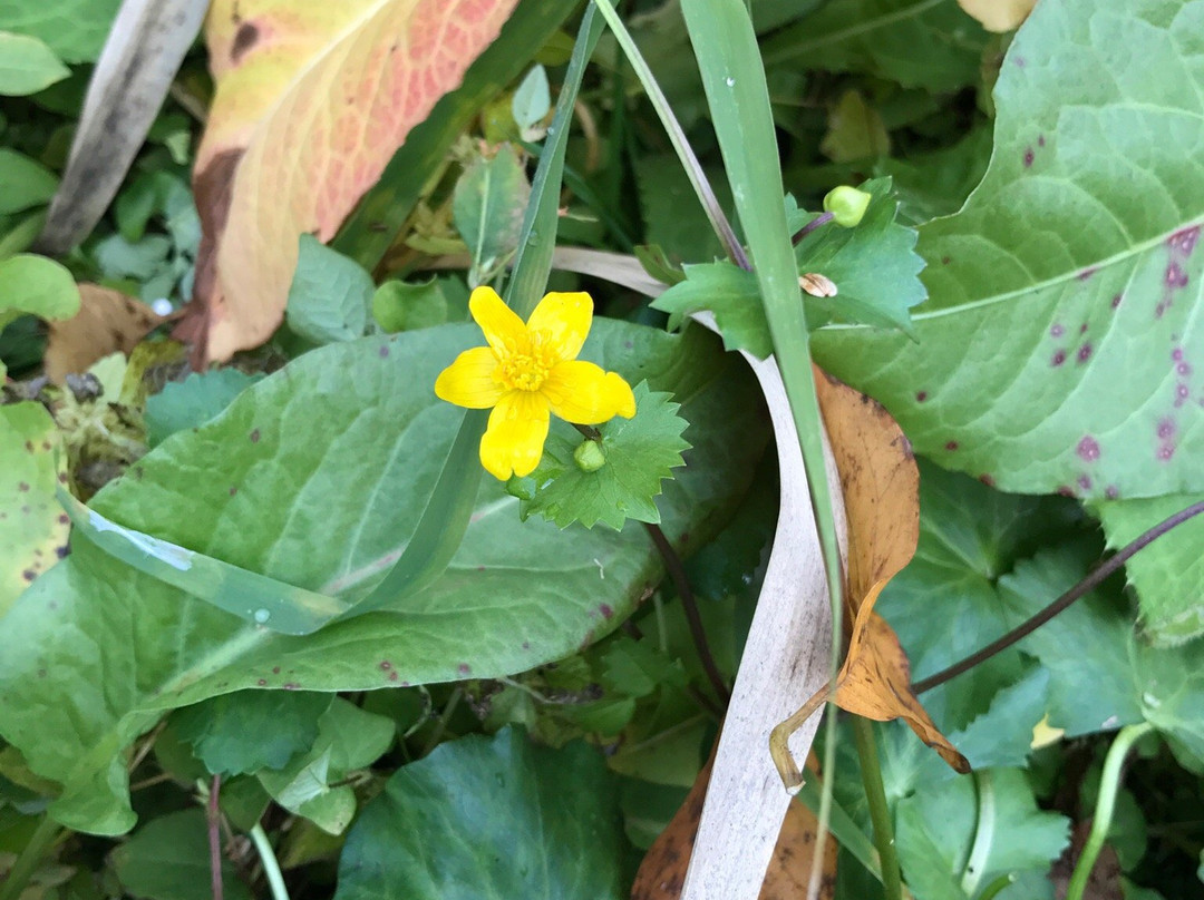 Kurohime Dowakan-信浓町 必去景点