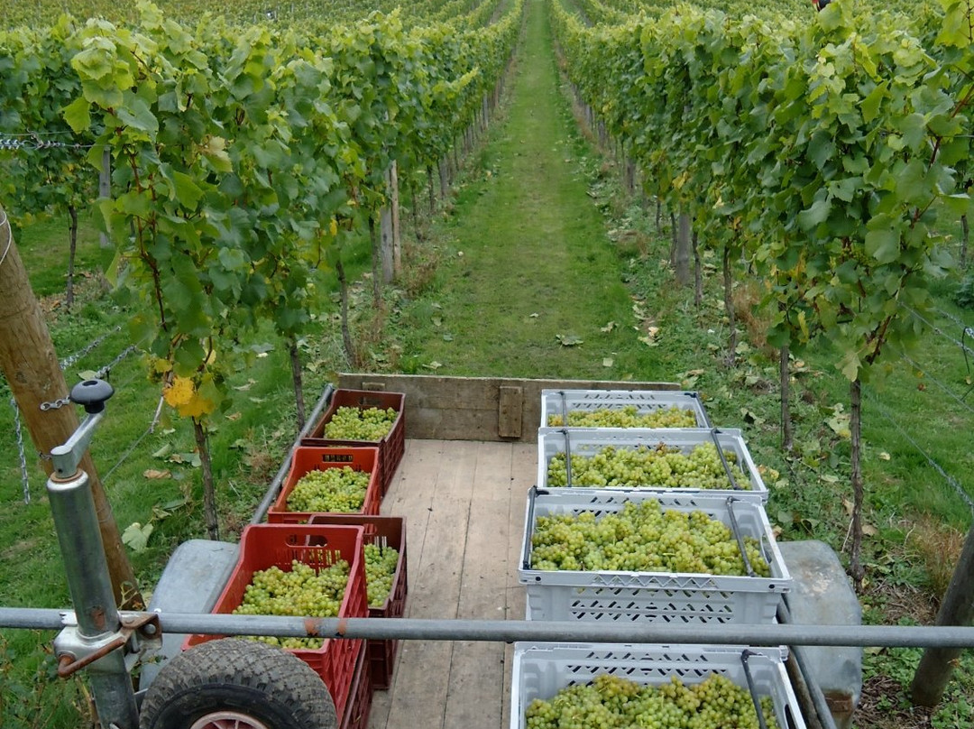 Daws Hill Vineyard景点图片