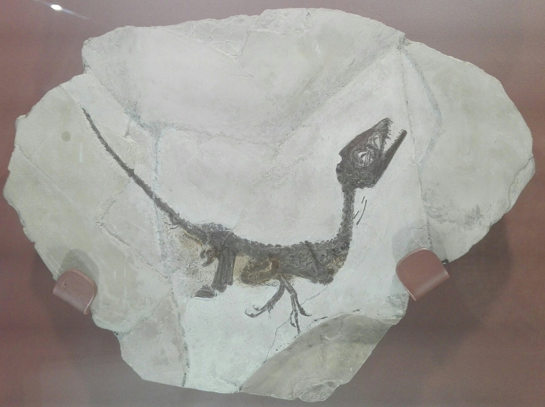 Paleolab-Pietraroja必去景点