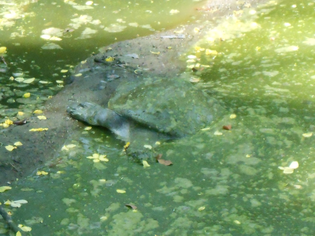 Deopani Durga Mandir-Diphu必去景点