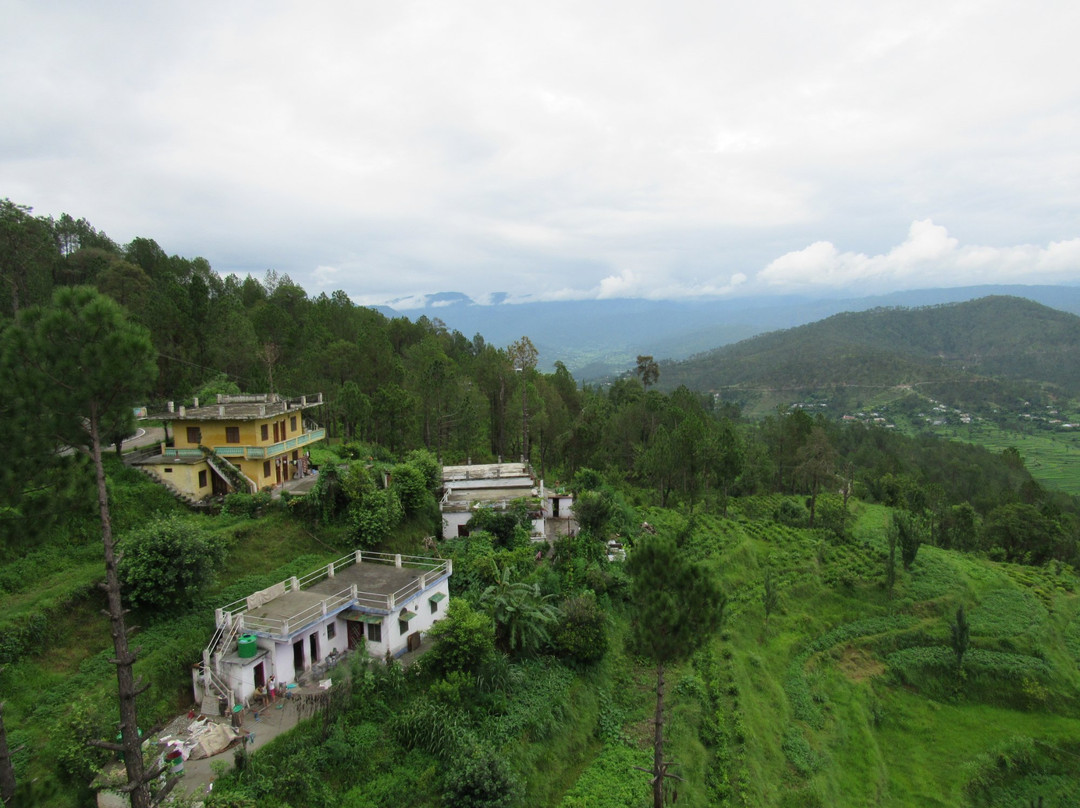 Kasauni Tea Estate景点图片