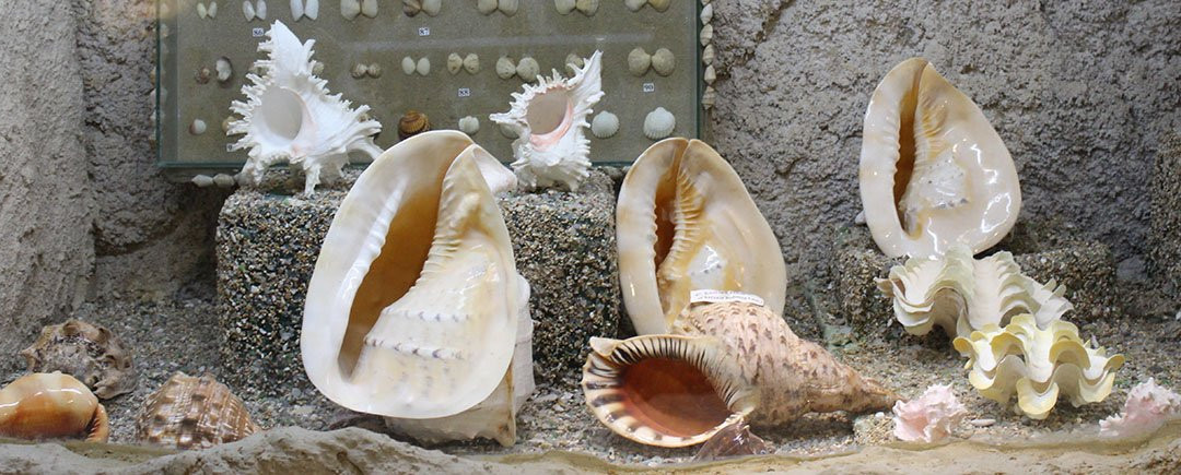 Lebanese Marine and Wildlife Museum景点图片