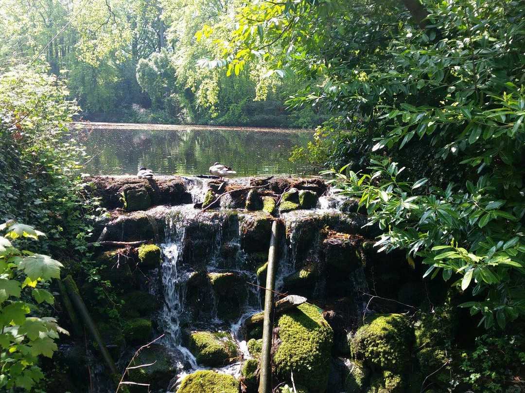 Rathfarnham旅游景点-The Fairy Tree, Marlay Park