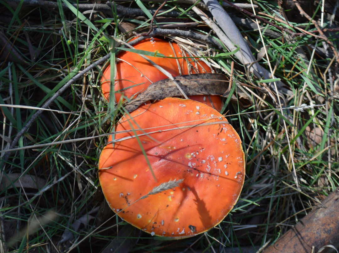 Domino Trail-Trentham必去景点