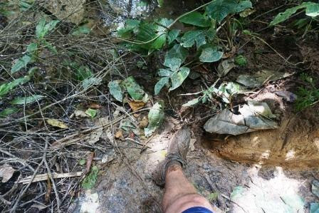 Cameron Highlands Jungle Trail No. 2-碧兰璋必去景点