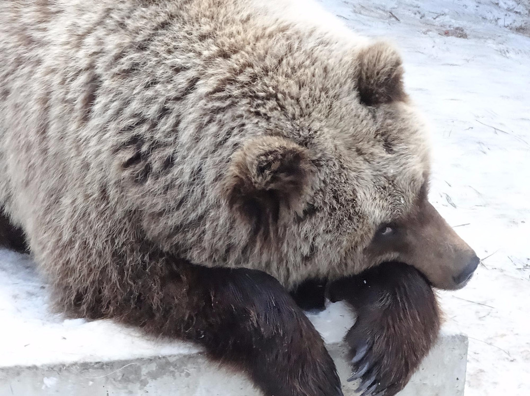 Zoo, baza otdykha Sosnoviy Bor-秋明必去景点
