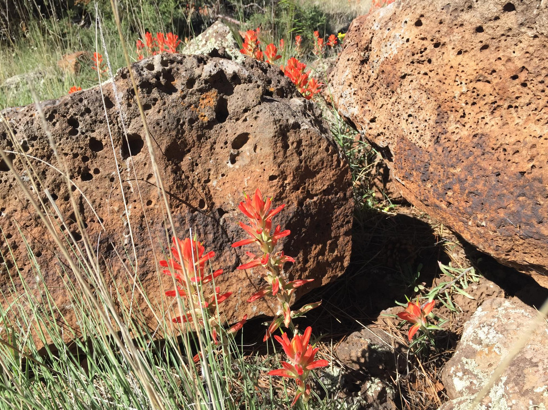 White Mountain Nature Center-Pinetop-Lakeside必去景点