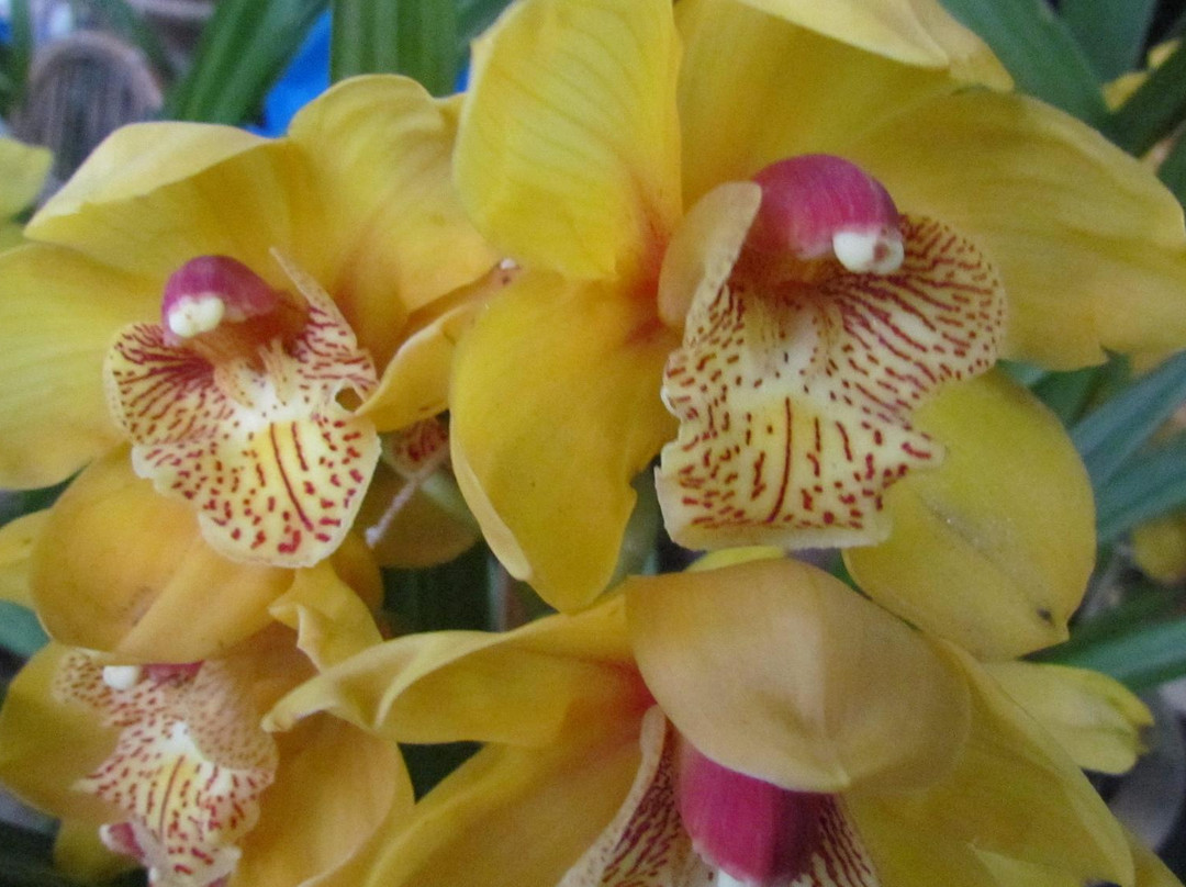 Deorali Orchid Sanctuary景点图片