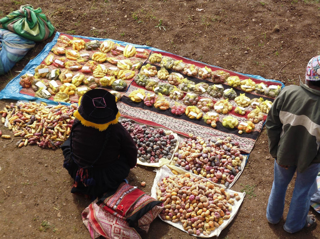 Potato Park-Pisac必去景点