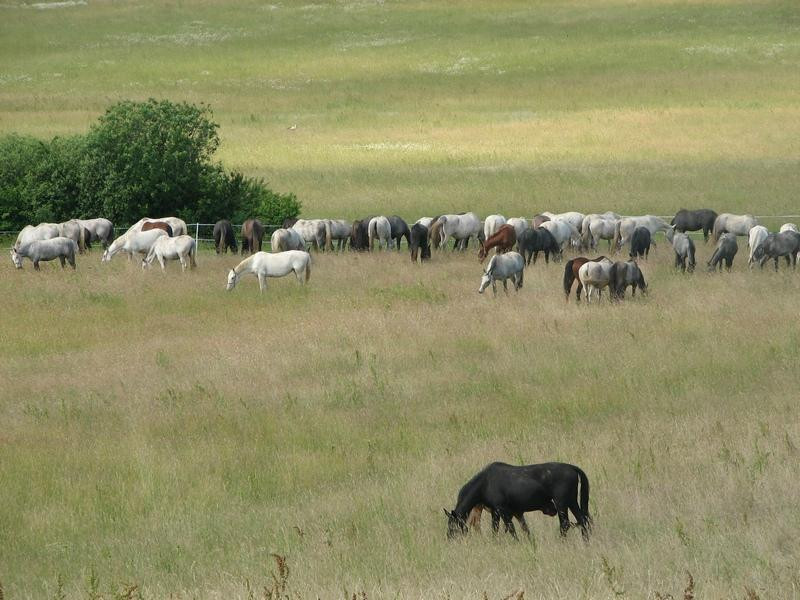 State Stud Farms Djakovo-Dakovo必去景点