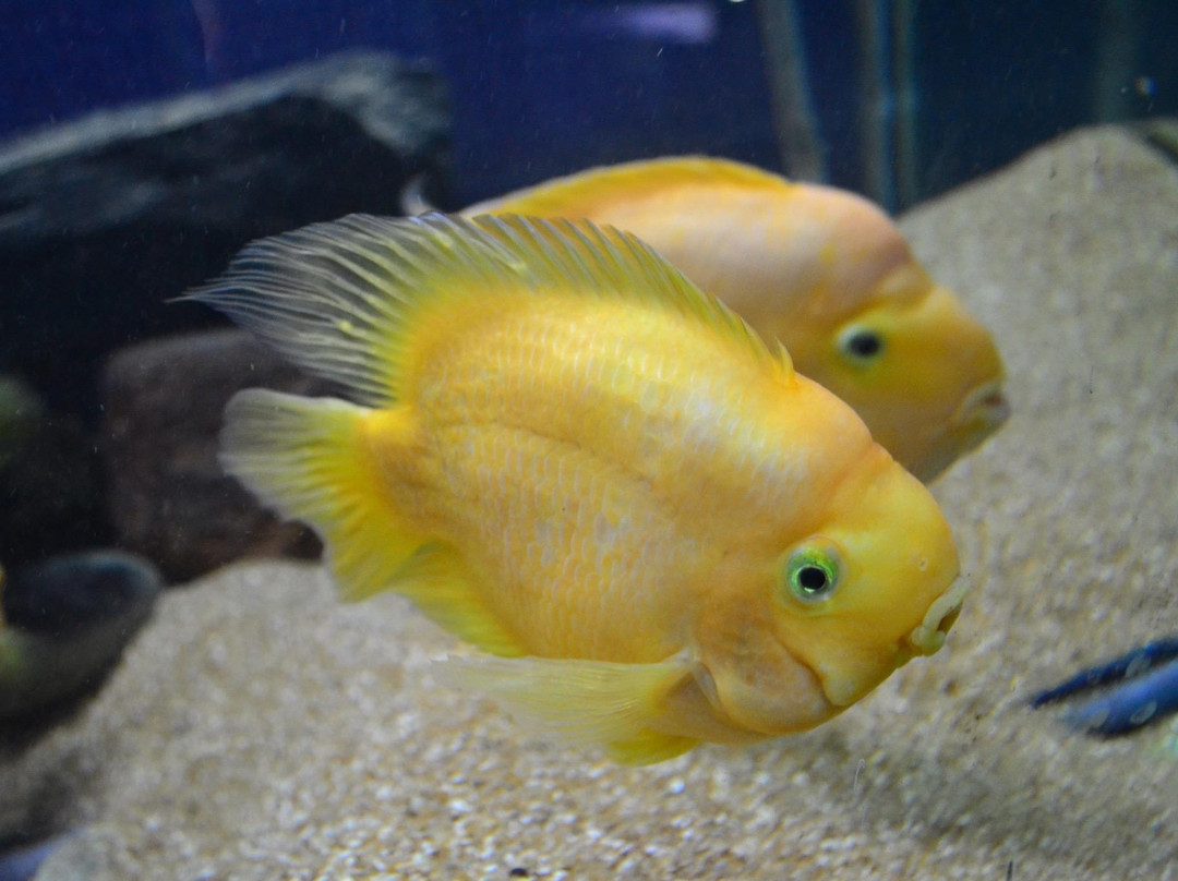 Matsyadarshini Aquarium-维沙哈巴南必去景点