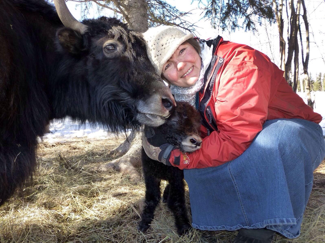 Alaska Yaks-Copper Center必去景点