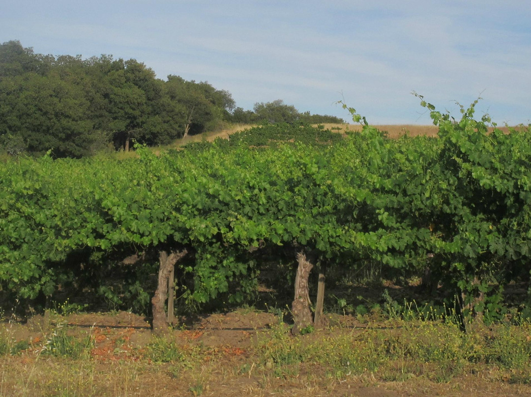 Eden Rift Vineyards-霍利斯特必去景点