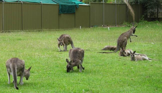 The SIM - Sussex Inlet Motel主图