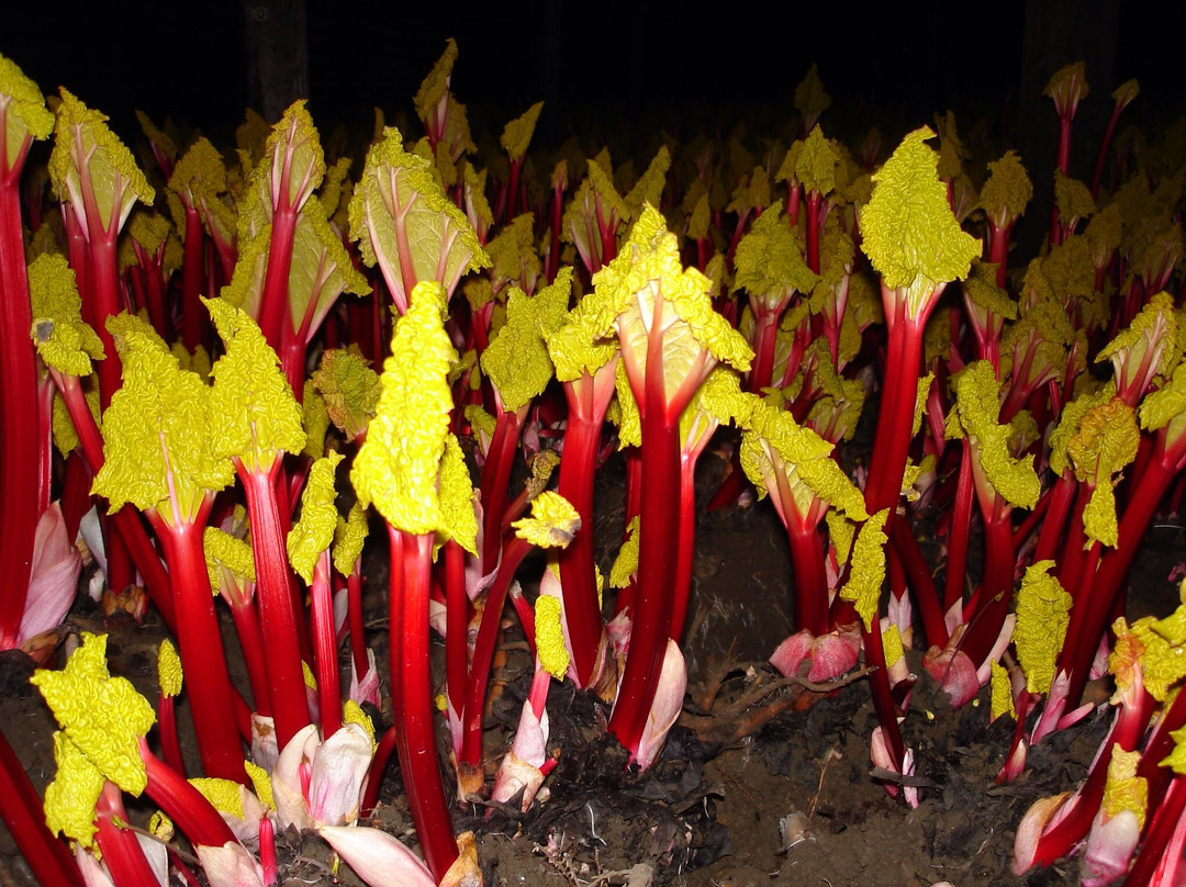 The Rhubarb Triangle Farm Shop景点图片