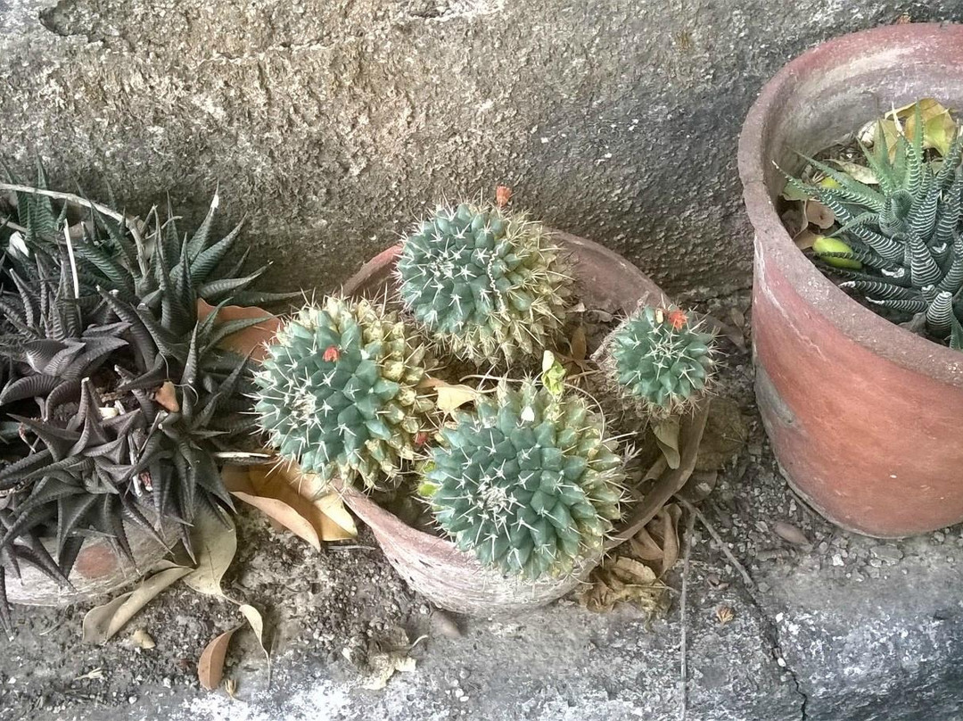Cactus Garden Sailana景点图片