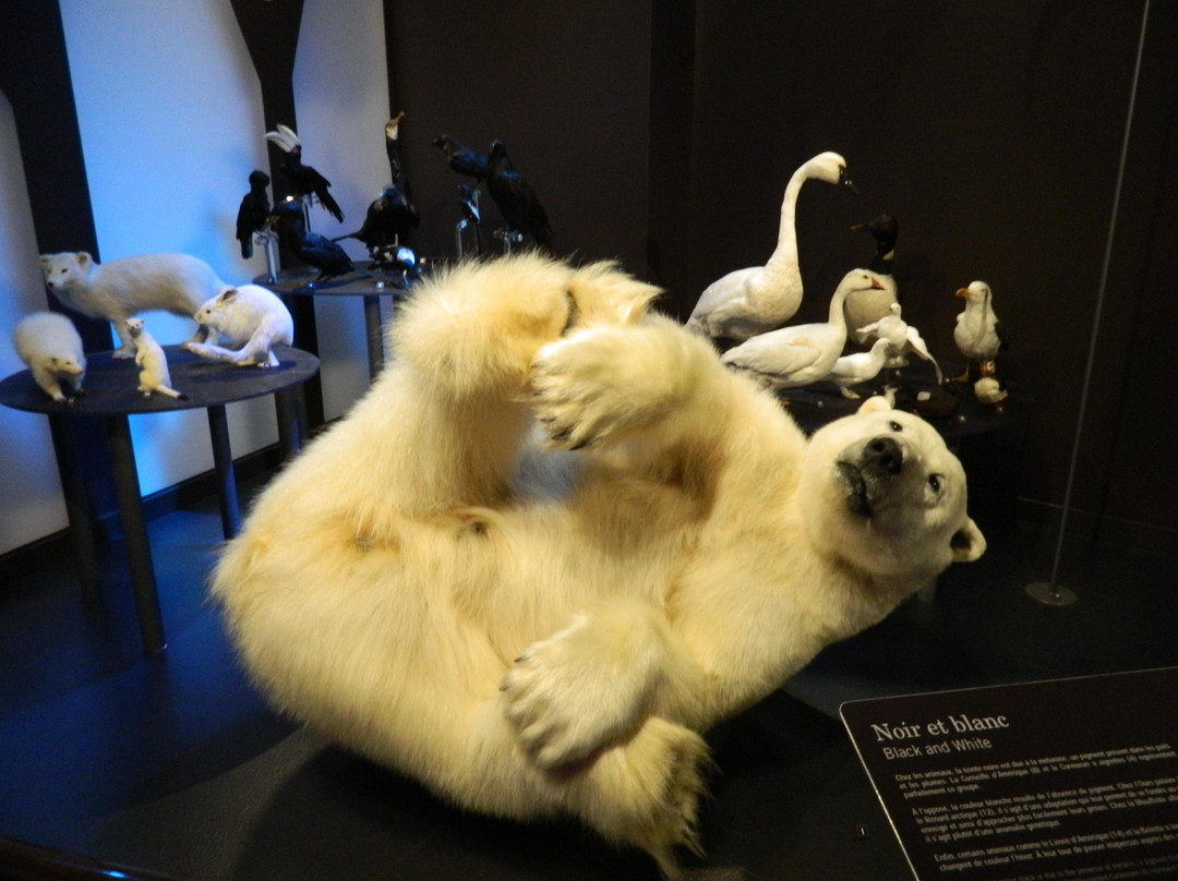 Musee de la nature et des sciences-舍布鲁克必去景点