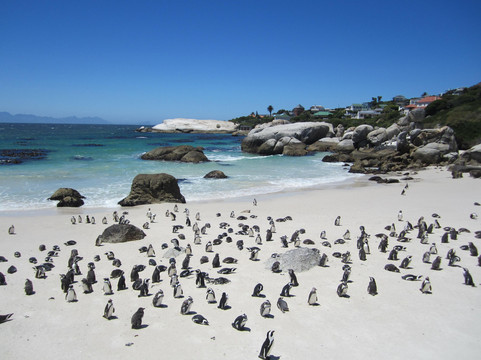 Mytours Day Tours-开普敦中心区必去景点