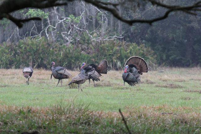 Osceola Outdoors-奥基乔比必去景点