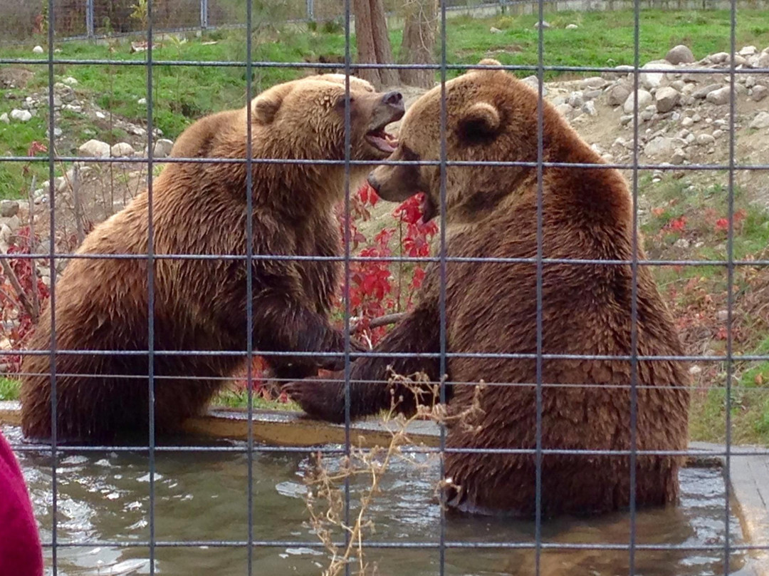BC Wildlife Park景点图片