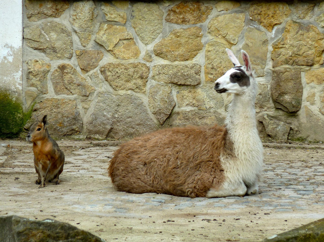 Tierpark Gotha景点图片