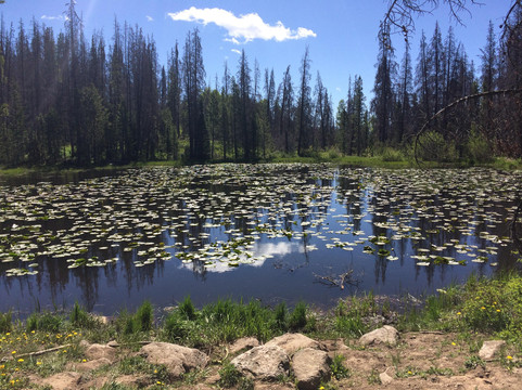 Lily Pad Lake-银座必去景点