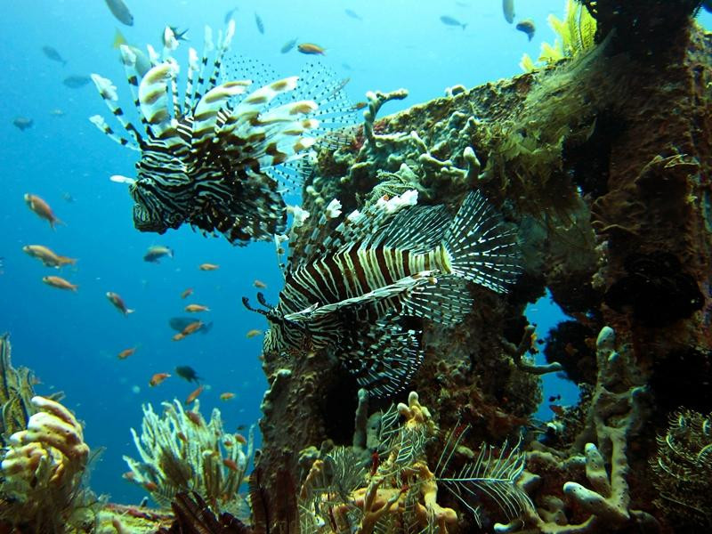Diving Indo景点图片
