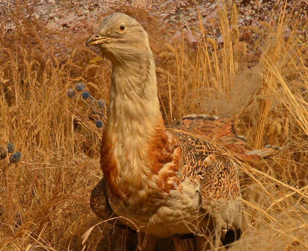 The Danube Delta Museum景点图片