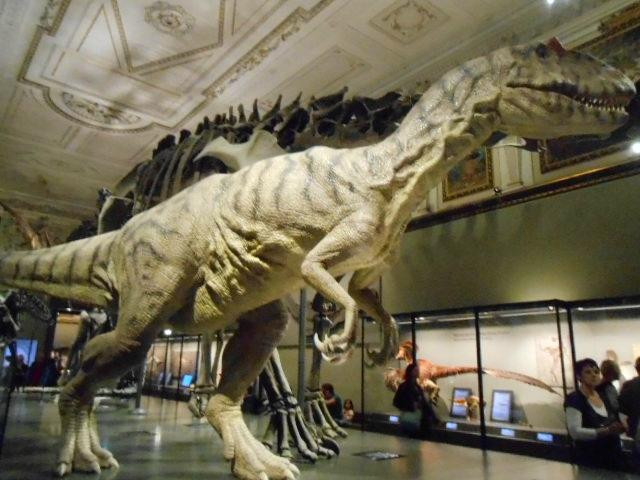 自然史博物馆-维也纳必去景点