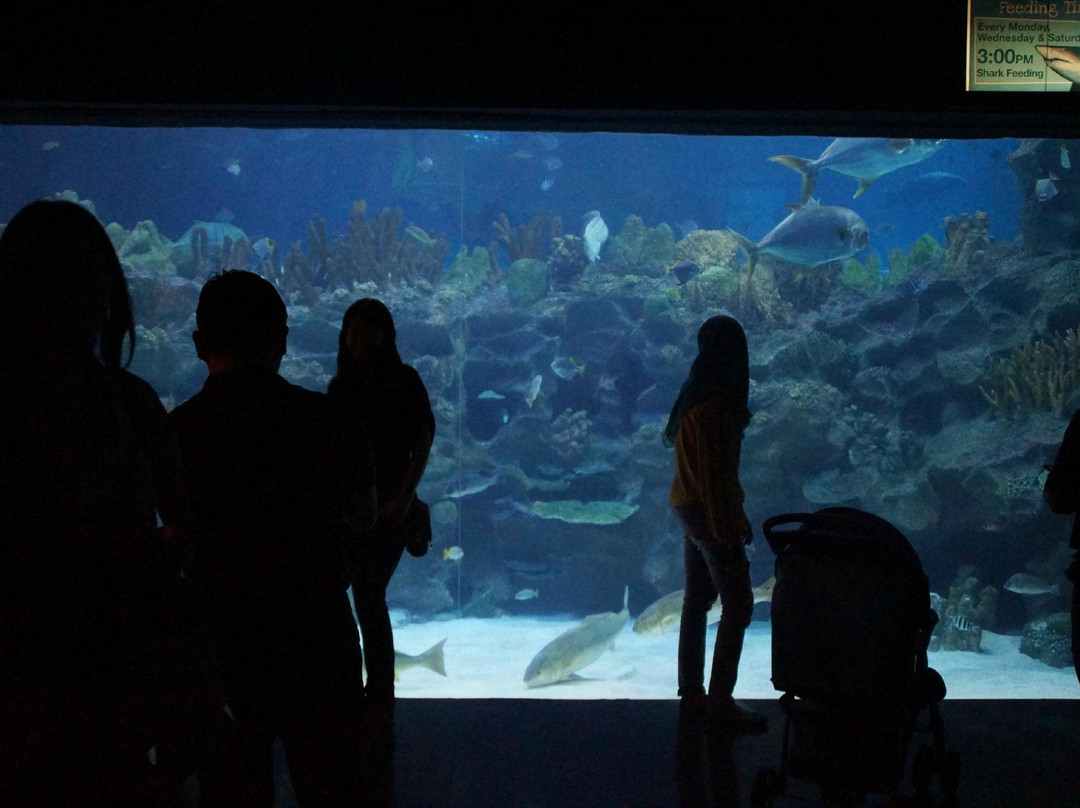 吉隆坡城中城水族馆-吉隆坡必去景点