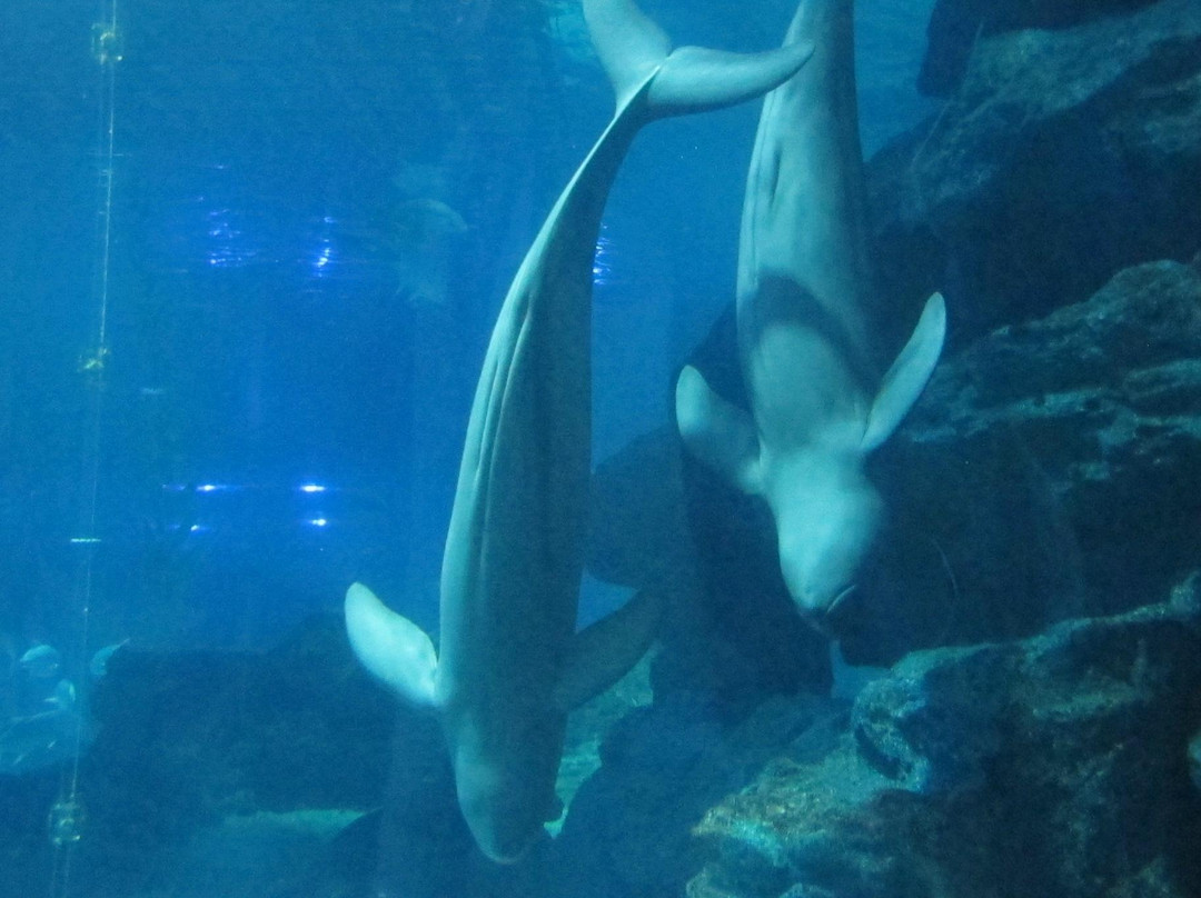 釜山水族馆-釜山必去景点