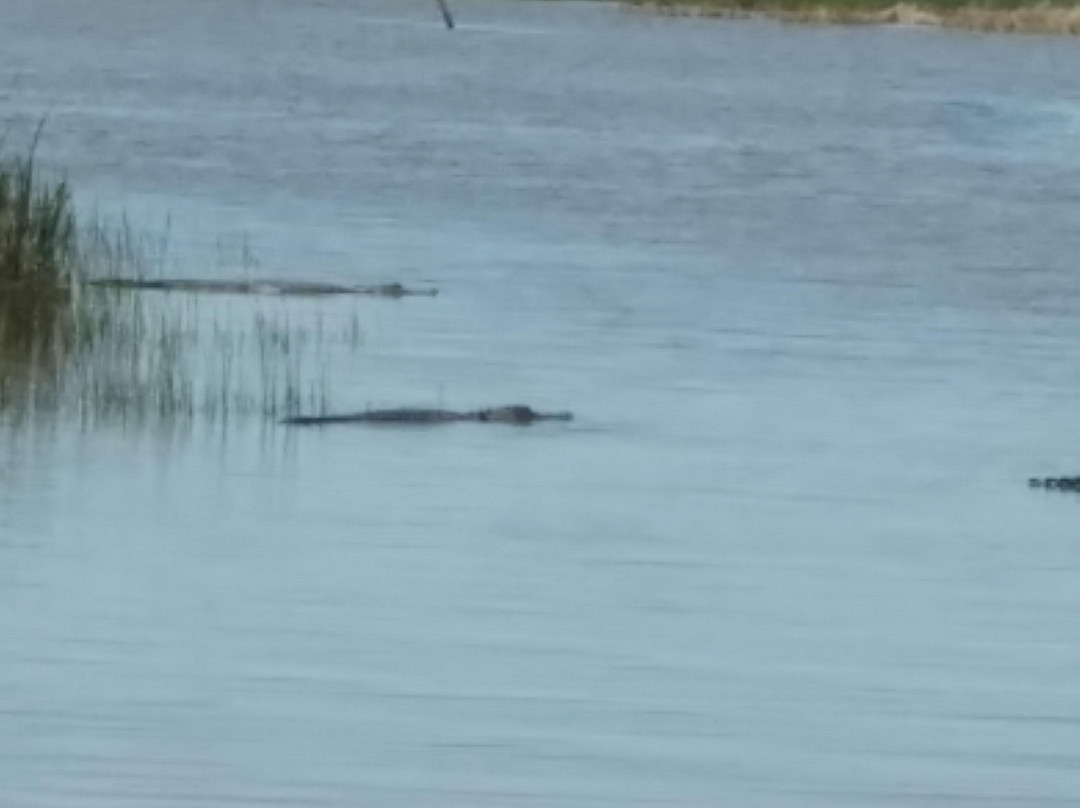 Airboat Express - Tours-Spanish Fort必去景点